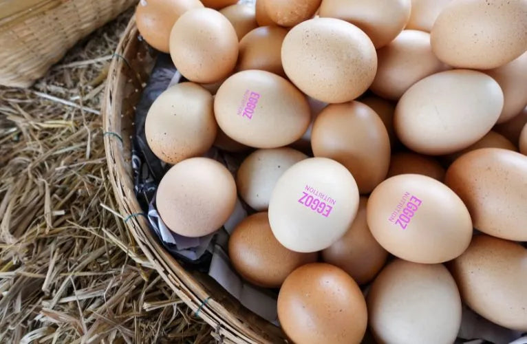 Guide to Choose Farm Fresh Eggs: Ensuring Quality and Nutrition